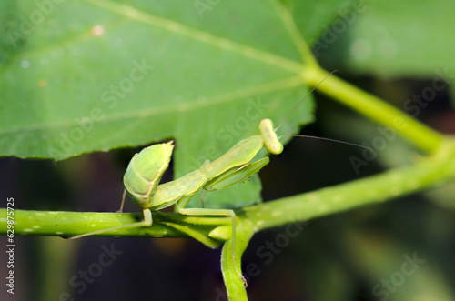 Praying mantis that raises its buttocks and threatens even small larvae with its strong eyesight (Wildlife closeup macro photograph)