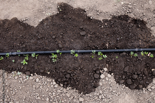 Above ground soaker hose in vegetable garden, watering young growing carrots outdoors in spring. Showing wet soil around soaker hose. photo
