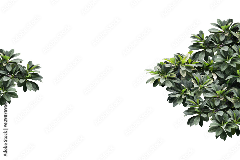 Tropical plant isolated on white solid background.