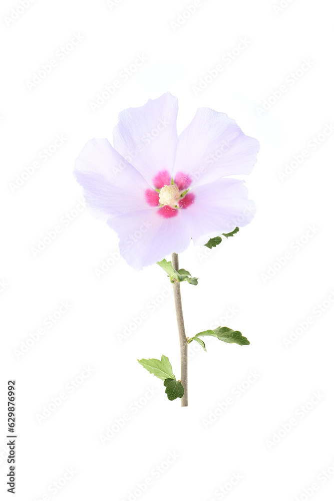 purple flower of Hibiscus syriacus on a white background