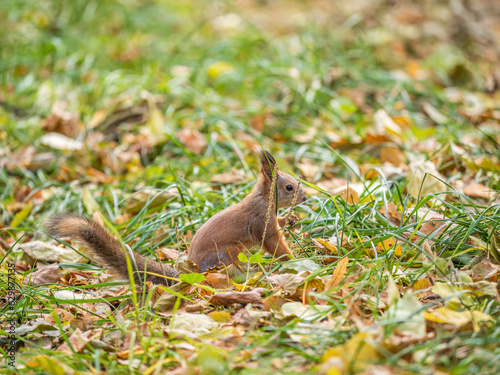 Autumn squirrel on green grass with fallen yellow leaves © Dmitrii Potashkin