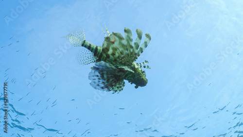 Bottom view on Common Lionfish or Red Lionfish (Pterois volitans) swimming under surface of water and hunting on Hardyhead Silverside fish (Atherinomorus forskalii) on sunlight, Red sea, Egypt photo