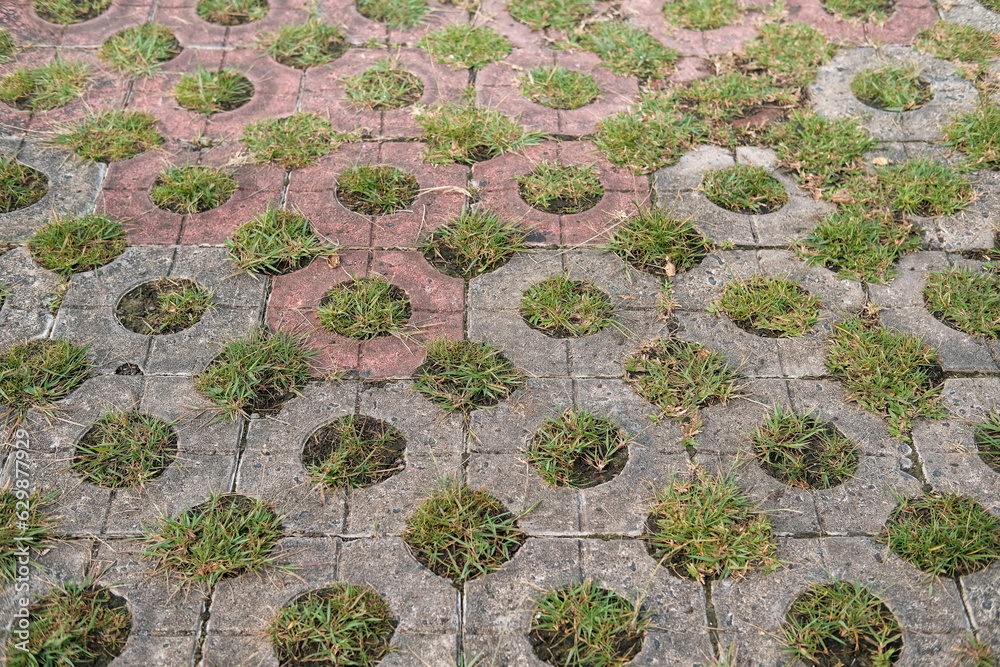 grass inside the paving block, green moss on the stone, green moss on the stone floor grass inside the paving block, green moss on the stone, green moss on the stone floor