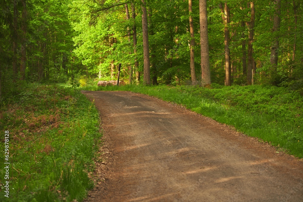 Trail through tall trees in a green woods. Spring forest road landscape. Wilderness background Trail through tall trees in a green woods. Spring forest road landscape. Wilderness background