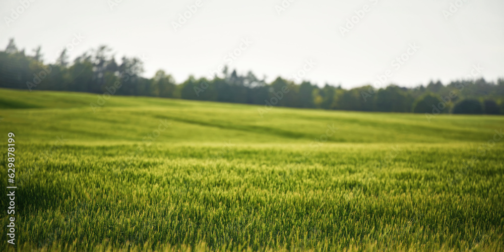 Landscape with green grass field. Green vibrant field in the morning. Pleasant landscape in the rural area.