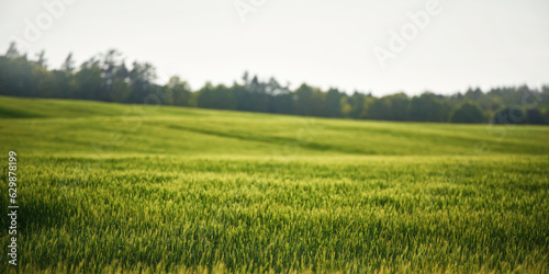 Landscape with green grass field. Green vibrant field in the morning. Pleasant landscape in the rural area.
