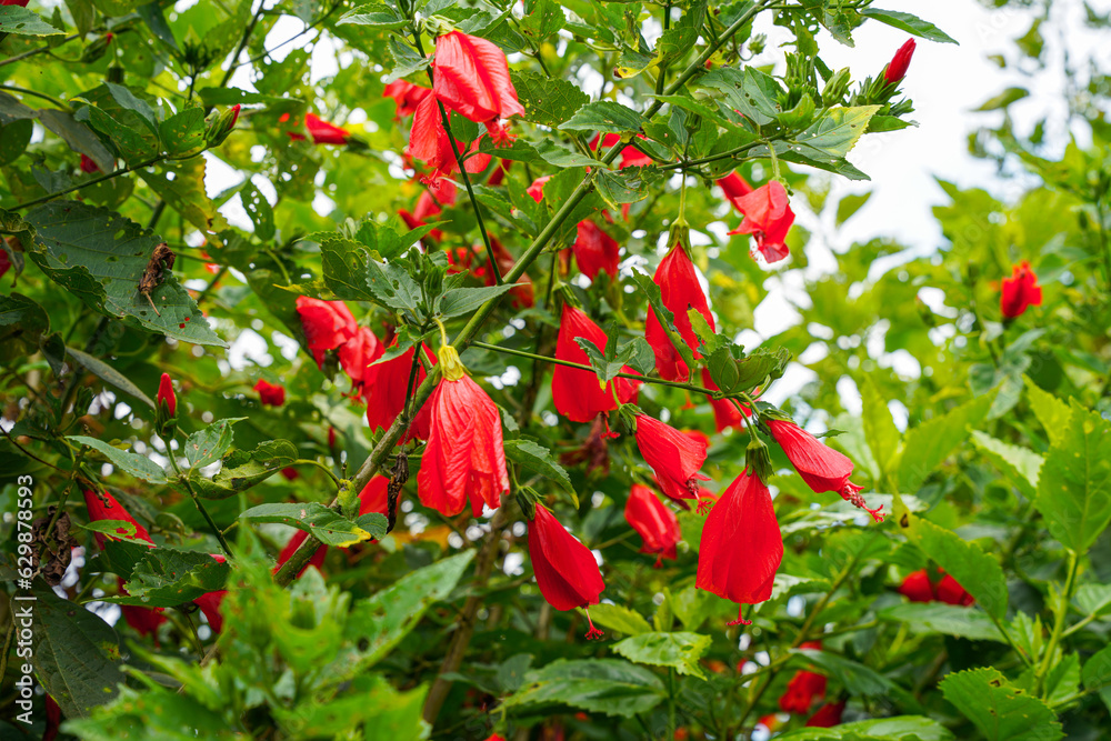 red flower of China rose, rose of Sharon, hardy hibiscus, rose mallow, Chinese hibiscus, Hawaiian hibiscus or shoeblackplant.
