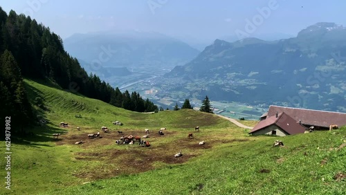 Multiple cows in the green fields eating grass with a farmhouse and a valley in the background photo