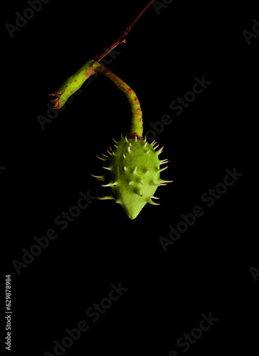 Young green chestnut fruit photo