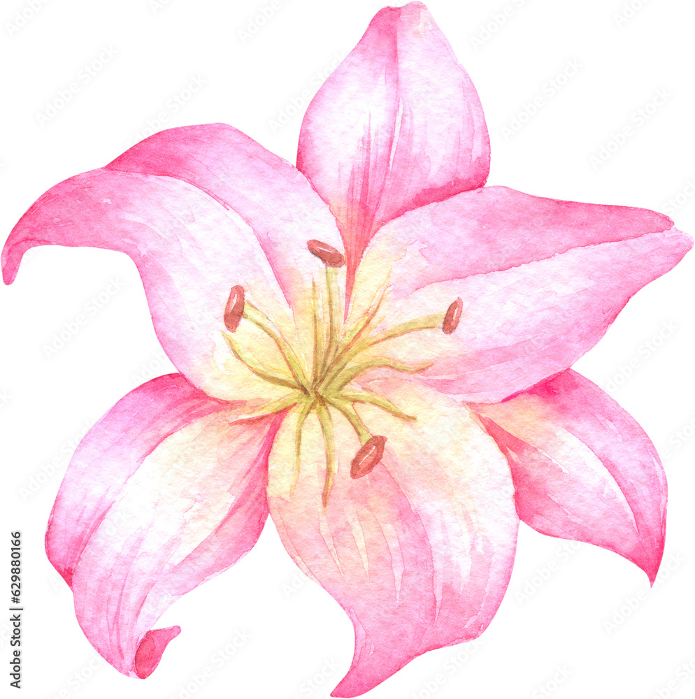 Pink Lily Flower Watercolor Illustration