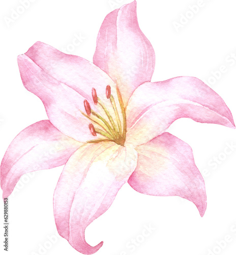 Pink Lily Flower Watercolor Illustration