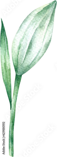 White Lily Flower Watercolor Illustration