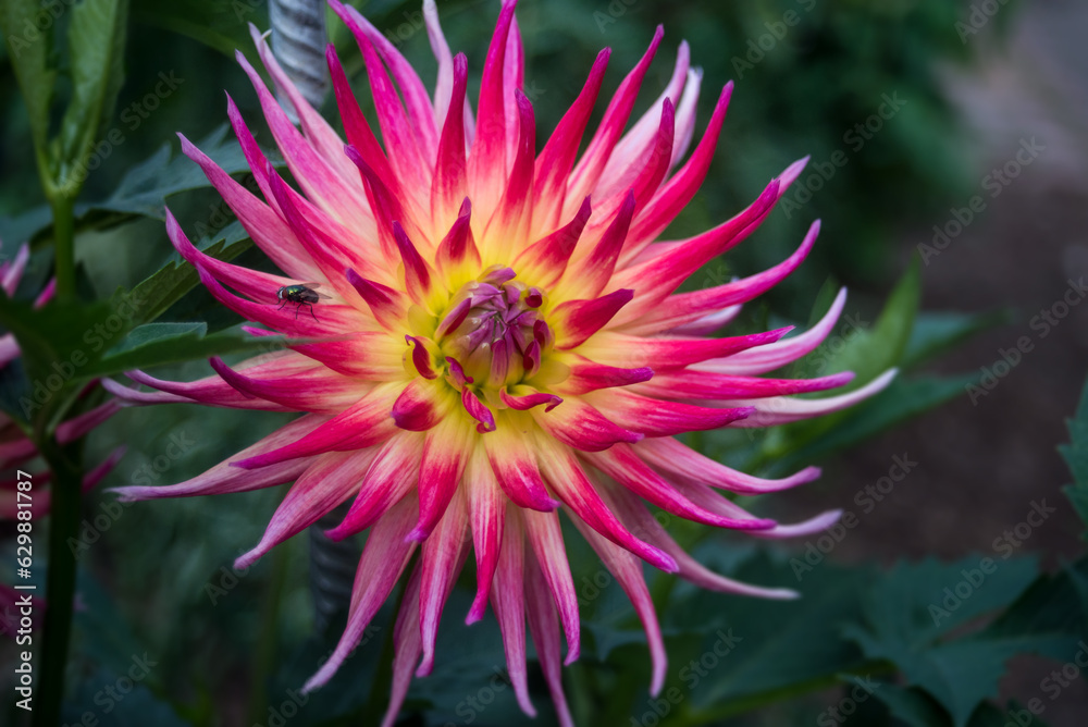 Closeup of pink dahlia flower in a public garden Closeup of pink dahlia flower in a public garden