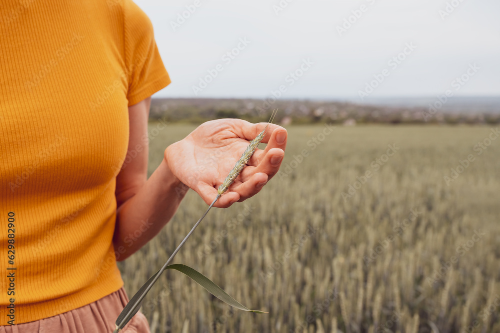 Fototapeta premium Spikelet in farmer woman hands in wheat field, close-up