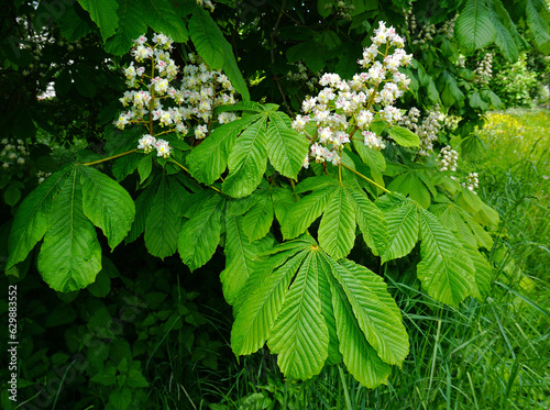 Gewöhnliche Rosskastanie; Aesculus hippocastanum; horse chestnut tree; buckeye photo