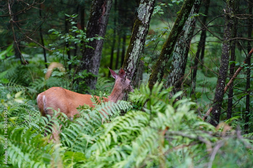 Whitetail female doe adult deer hanging out in the forest.