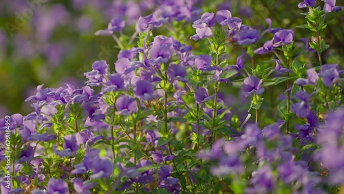 Blooming purple flowers in farm, blur background. photo