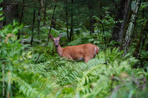 Whitetail female doe adult deer hanging out in the forest.