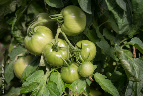 Wallpaper Mural Closeup of green tomatoes growing  in a greenhouse Torontodigital.ca