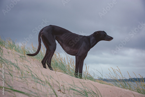 Black Greyhound stood on a sand dune staring in to the distance photo