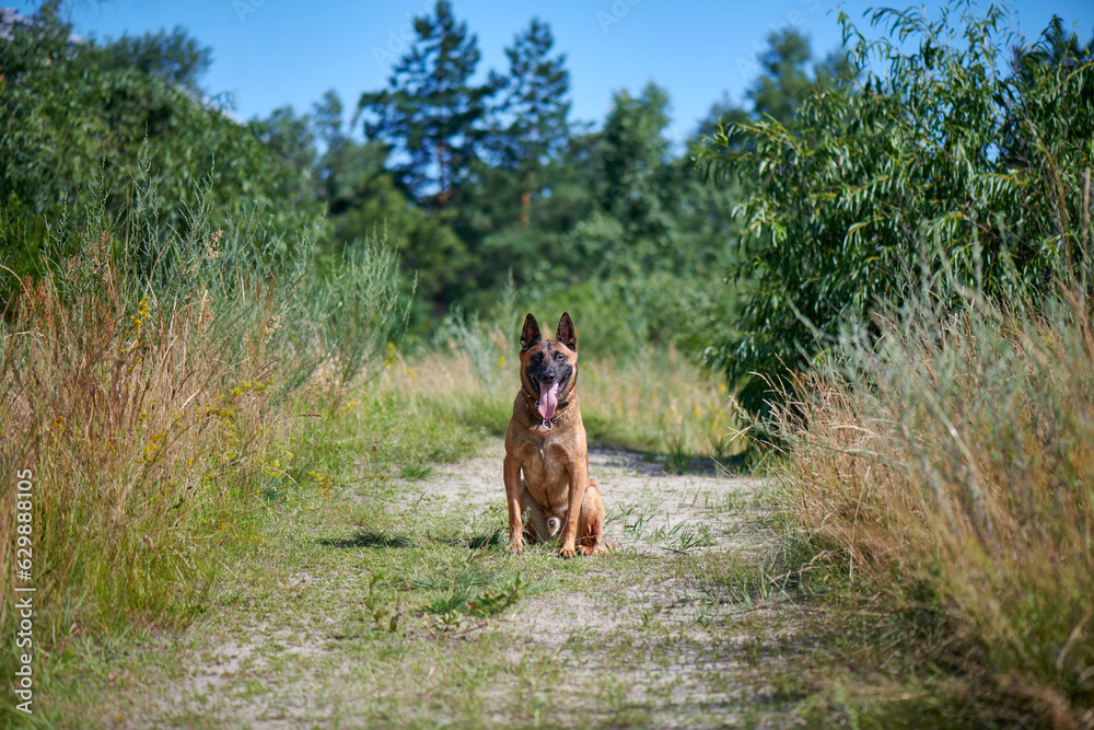 Portrait of a Belgian Shepherd Malinois sitting on a country road Portrait of a Belgian Shepherd Malinois sitting on a country road