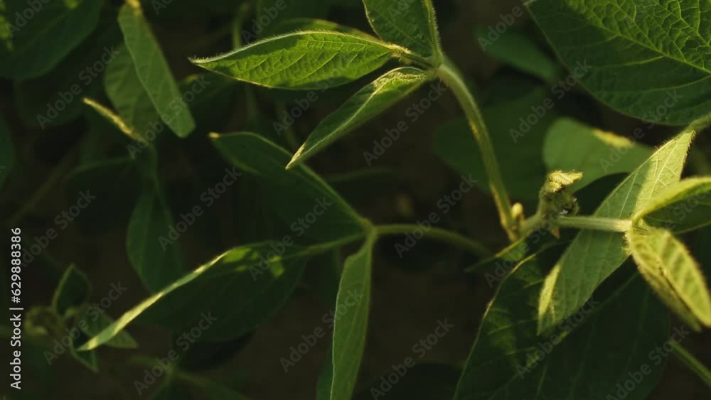 A beautiful soybean field. Land area devoted to soybean production. Growing soybeans. Texture of soybean leaves. A beautiful soybean field. Land area devoted to soybean production. Growing soybeans. Texture of soybean leaves.