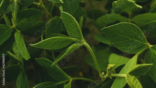 A beautiful soybean field. Land area devoted to soybean production. Growing soybeans. Texture of soybean leaves.