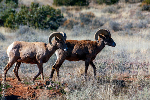 Two Desert Bighorn Sheep