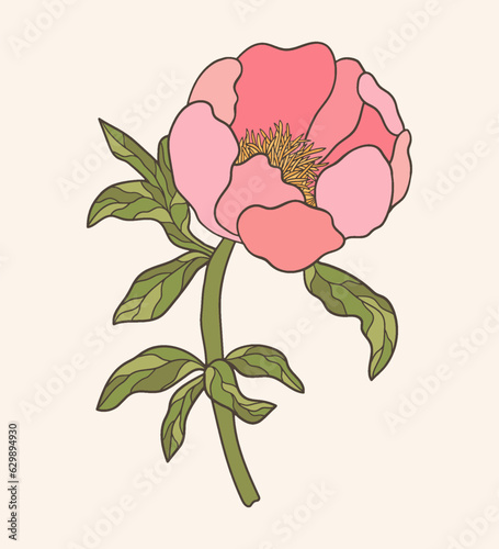 hand drawn botanical vector peony flower illustration