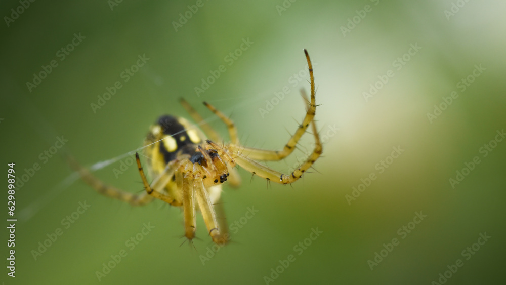 Gelbe Spinne in Spinnennetz mit grünem Hintergrung Gelbe Spinne in Spinnennetz mit grünem Hintergrung
