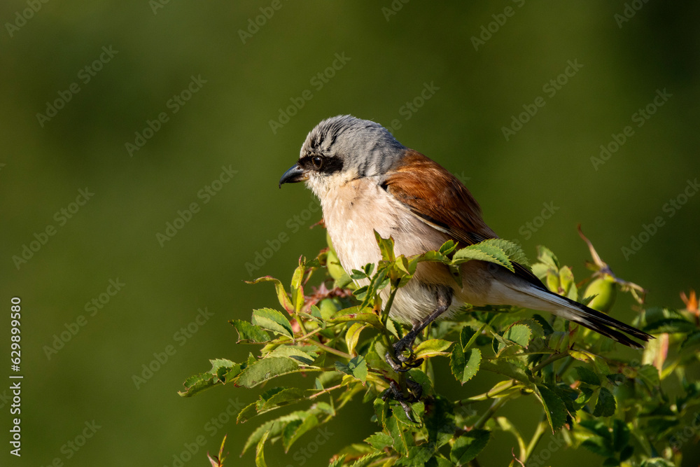 Neuntöter (Laius collurio) oder Rotrückenwürger Neuntöter (Laius collurio) oder Rotrückenwürger