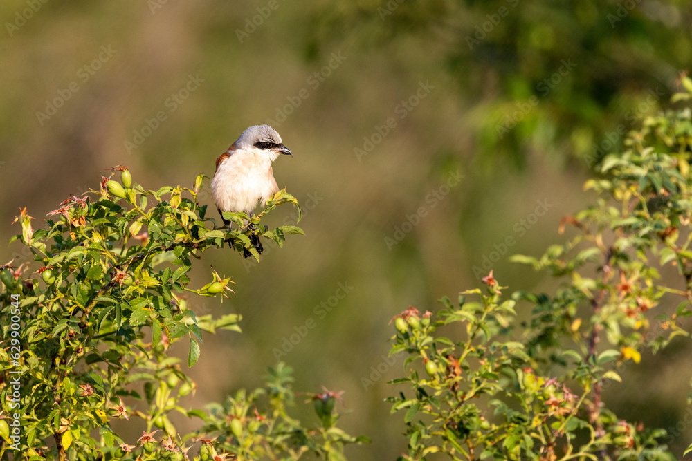 Obraz premium Neuntöter (Laius collurio) oder Rotrückenwürger