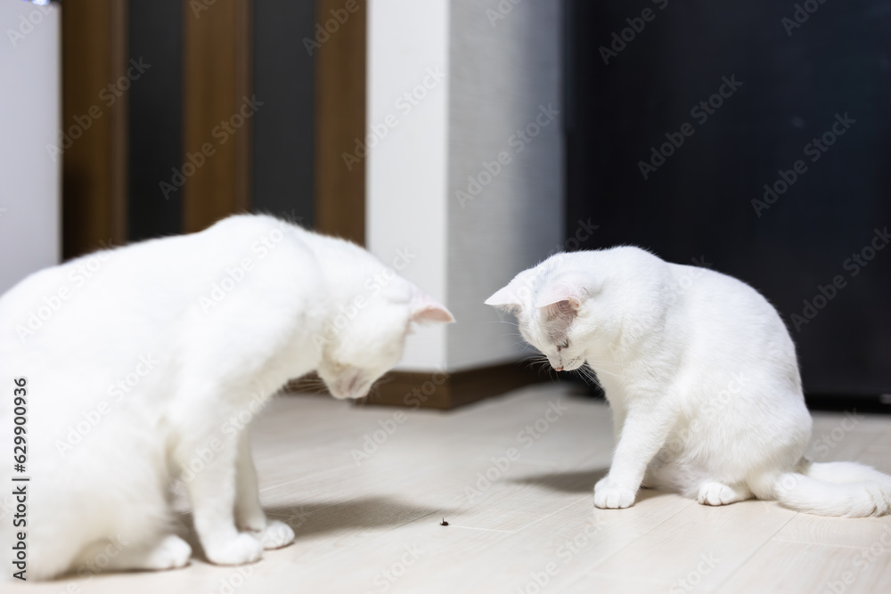 虫に興味津々な2匹の白猫 虫に興味津々な2匹の白猫