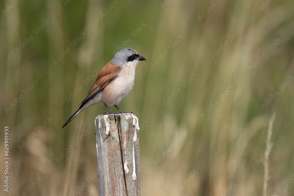 Neuntöter (Laius collurio) oder Rotrückenwürger Neuntöter (Laius collurio) oder Rotrückenwürger