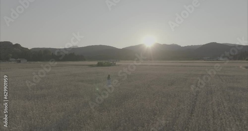 Chica andando por atardecer por el campo de trigo ( log footage )