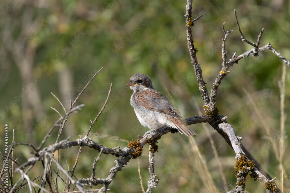 Neuntöter (Laius collurio) oder Rotrückenwürger Neuntöter (Laius collurio) oder Rotrückenwürger