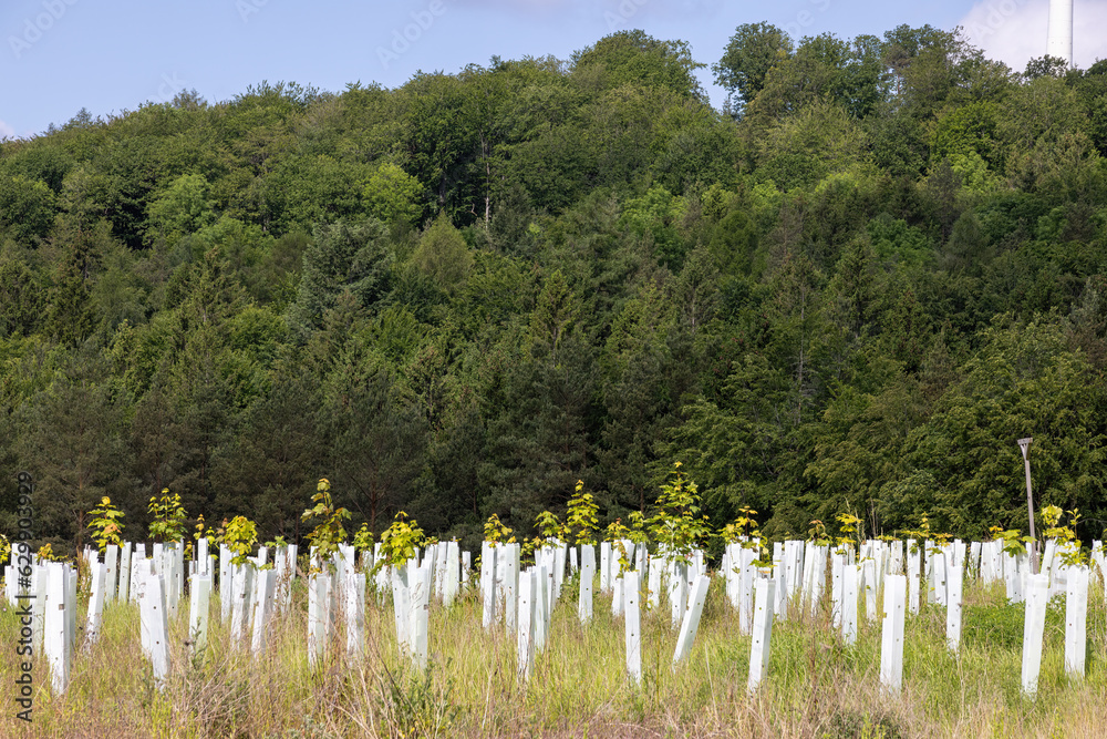 renaturation and replanting of a forest renaturation and replanting of a forest