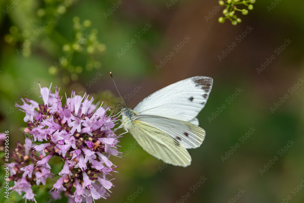 Grünader-Weißling (Pieris napi) Grünader-Weißling (Pieris napi)