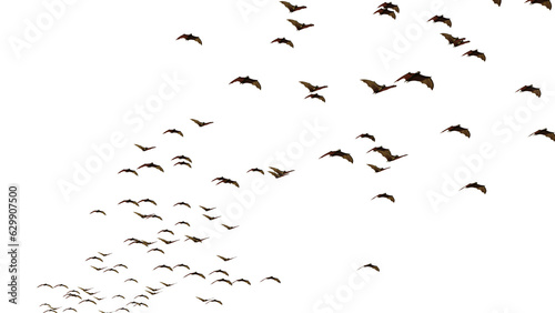 group of swarming bats isolated on transparent background
 photo