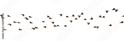 group of swarming bats isolated on transparent background banner 