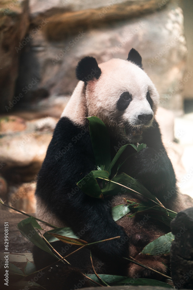 Panda eating bamboo Panda eating bamboo