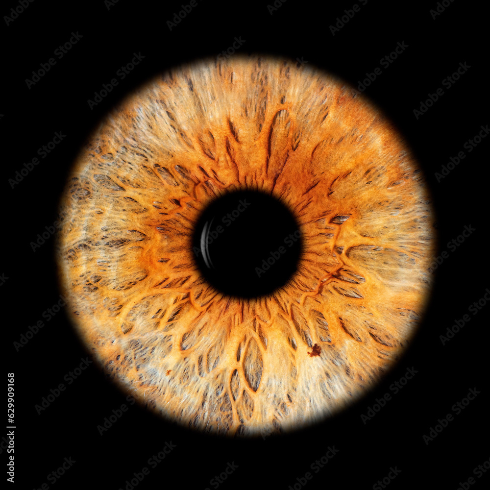 IRIS EWP IRIS EWP