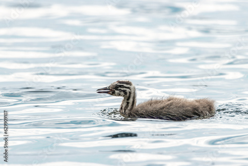 A young great crested grebe (Podiceps cristatus) swims in the water on a sunny spring evening. A great crested grebe chick close-up portrait in calm water. 
