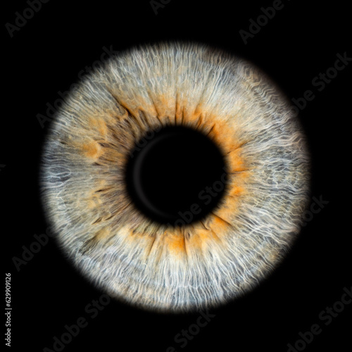 IRIS EWP