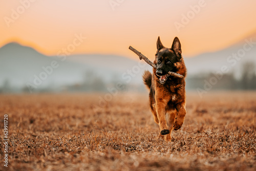 german shepherd dog running with a stick in his mouth at the sunset