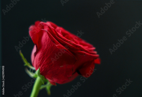 Red Rose On Black Background