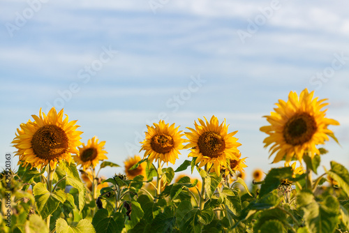 Sunlight over crop of sunflowers - Helianthus Annuus photo