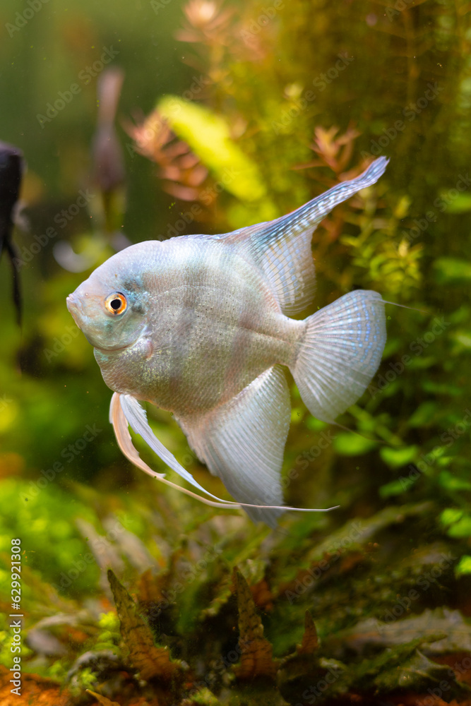 Obraz premium White angelfish in the aquarium