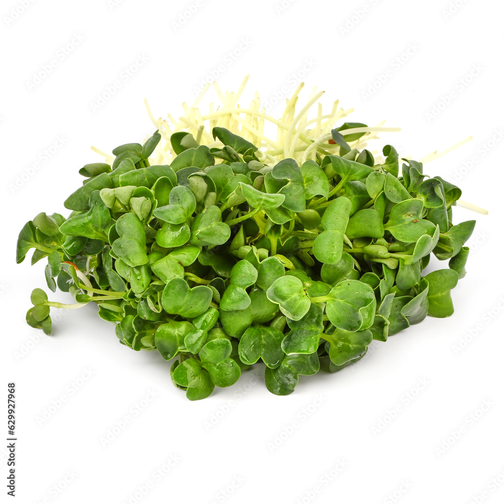 Daikon microgreens on white background