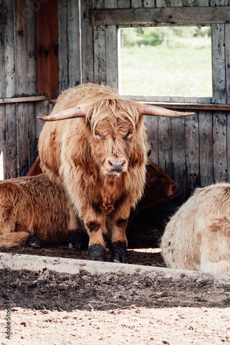 Highland cow in the pen